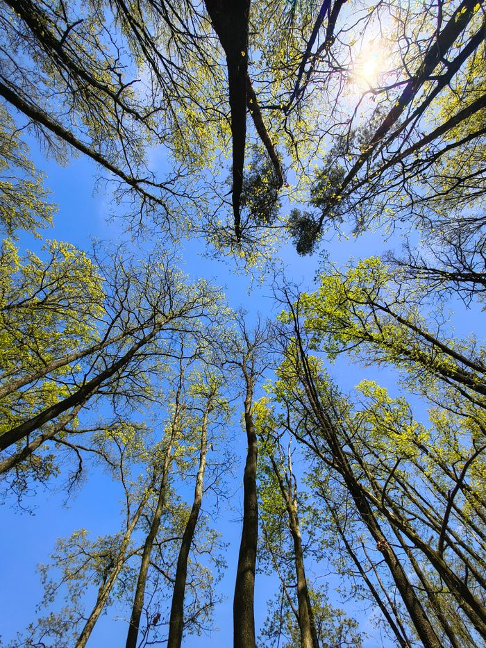 Looking up through a canopy of tall trees against a bright blue spring sky.